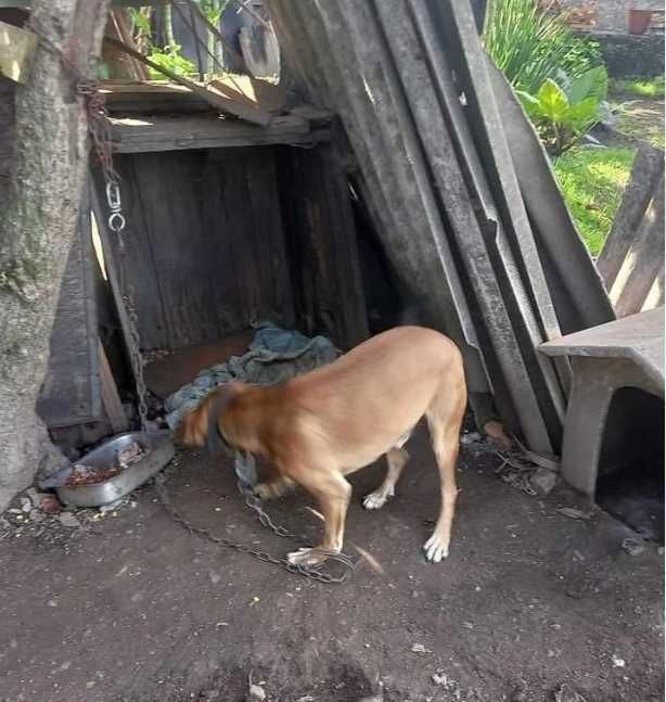 Boby: um guerreiro que viveu acorrentado desde bebê!