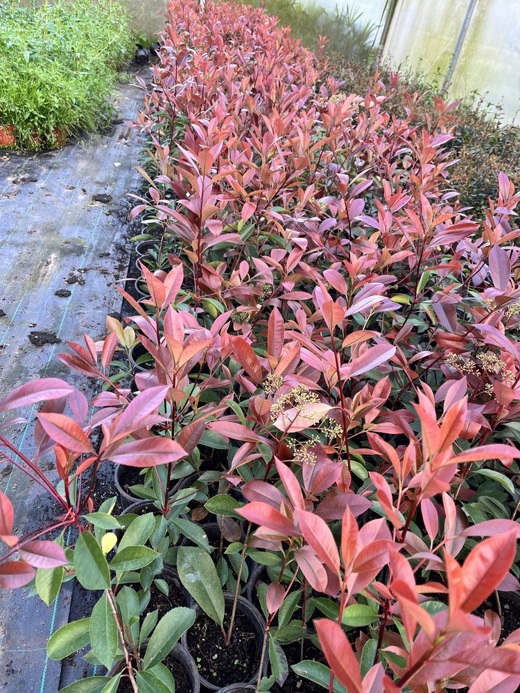 Photinia Red Robin