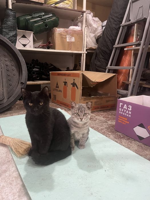 Отдам  котят в  хорошие руки