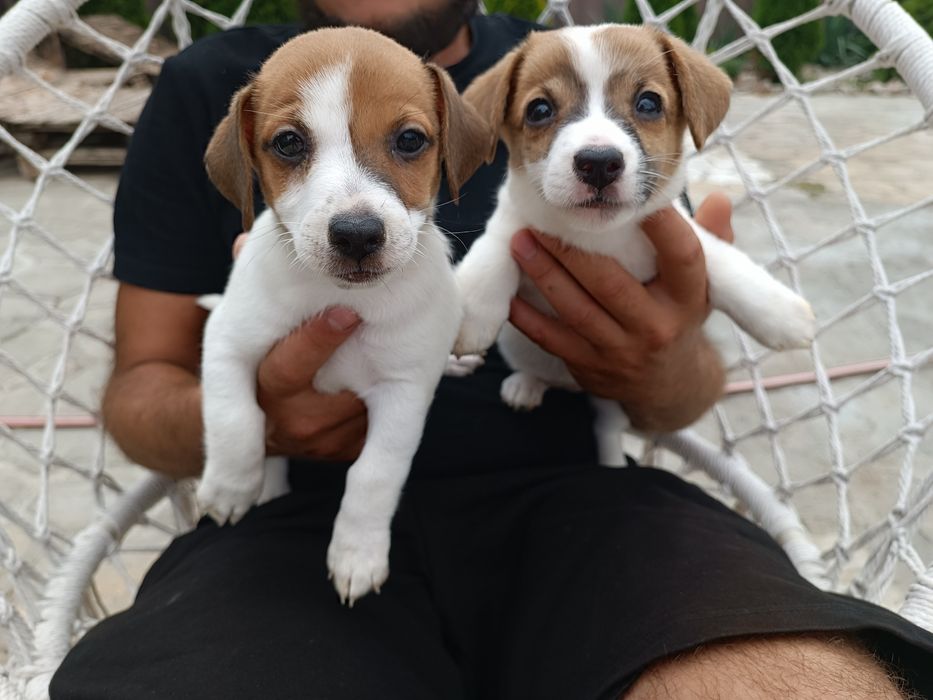 Девочки Джек Рассел Терьер Одесса