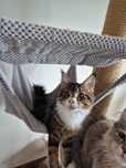 Kocurek Maine Coon z legalnej hodowli