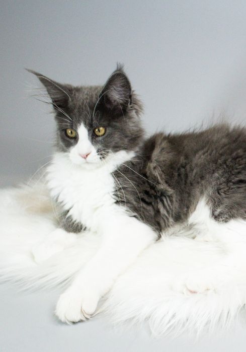 Мейнкун дівчинка з родословною