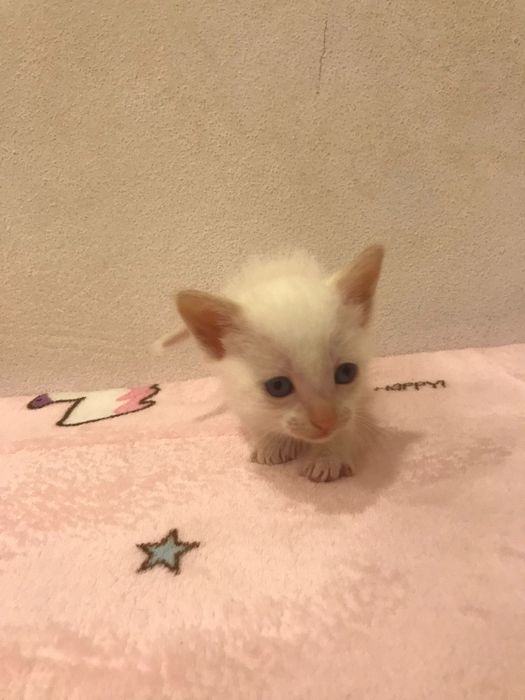 Bolt- gatinho bebé para adoção responsável