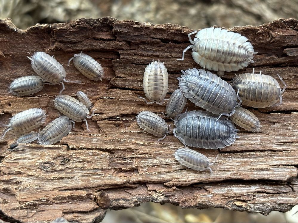 Porcellio spatulatus Coros isopody prosionki