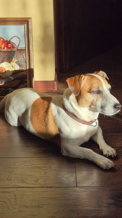 Віддам у добрі руки Джек Рассела