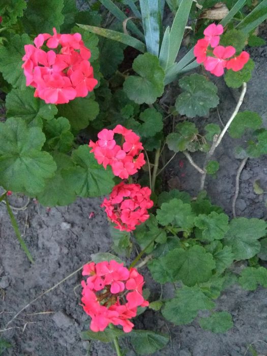 Кімнатна рослина герань, продаж.