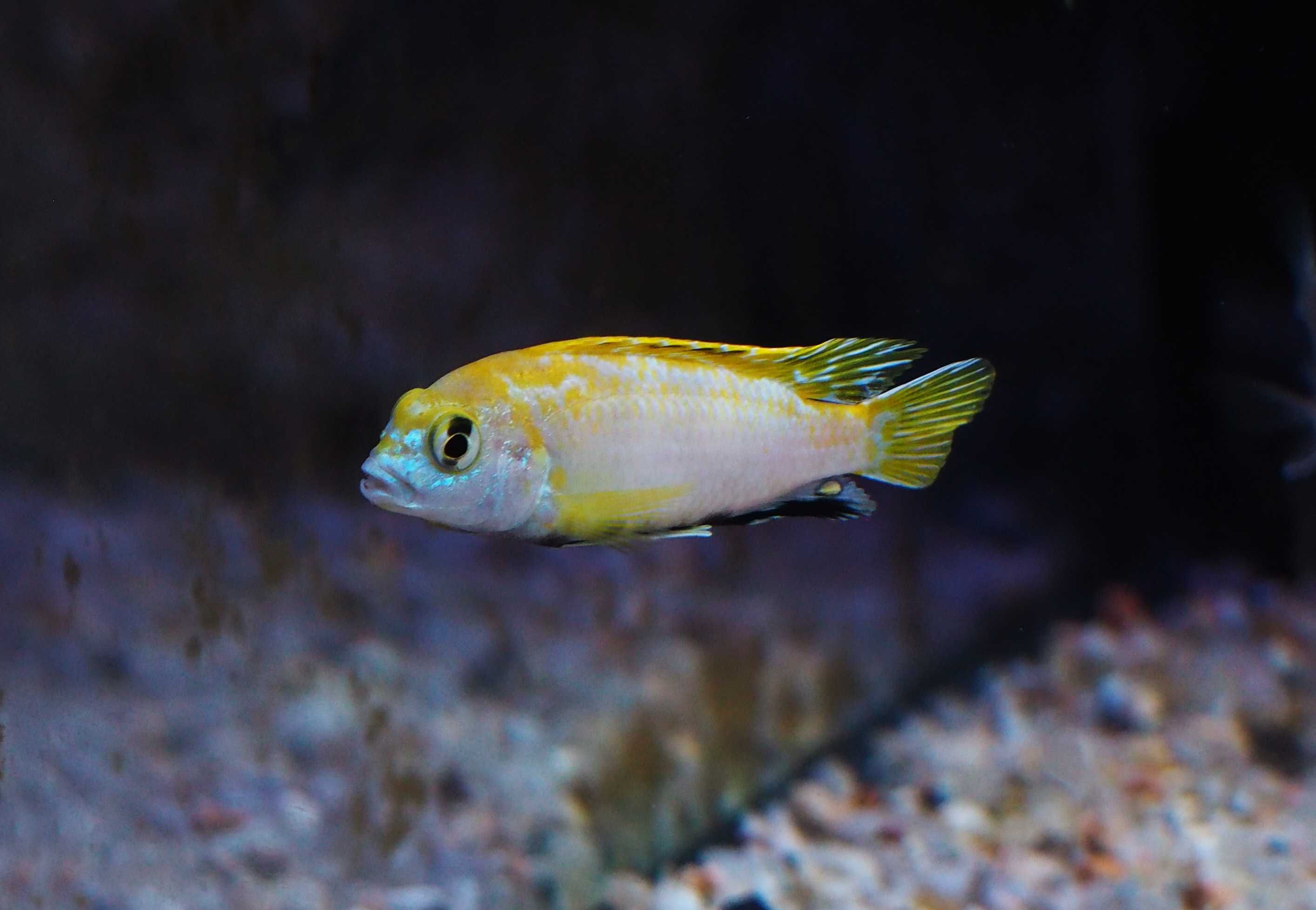 Labidochromis sp perlmutt Higga Reef pyszczaki Malawi World