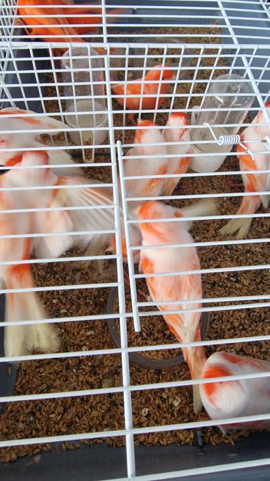 Canarios 2025 disponíveis