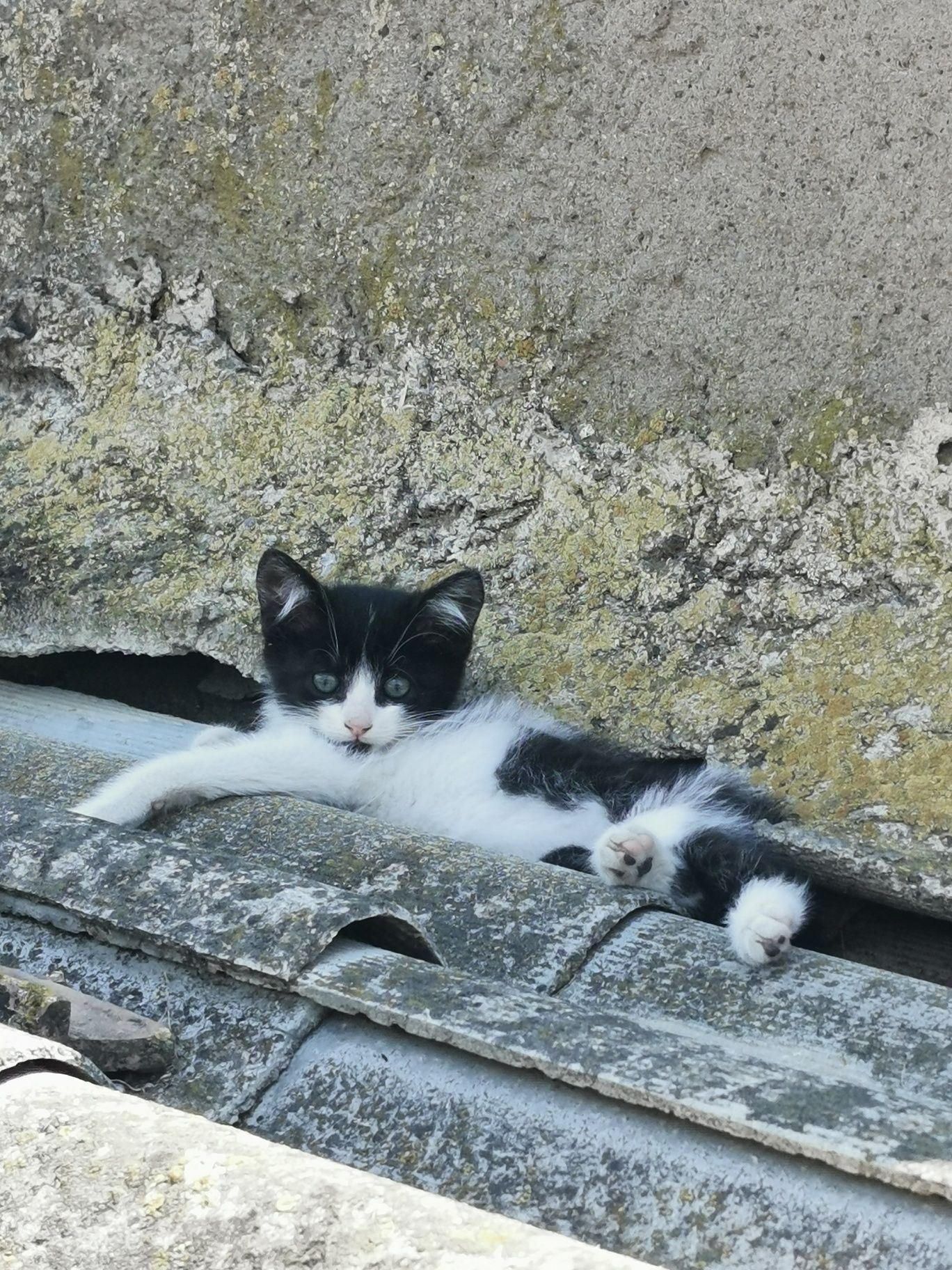 Кошенята безкоштовно