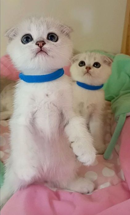 СКотята : ріблясті хутрові грілочки до зими .