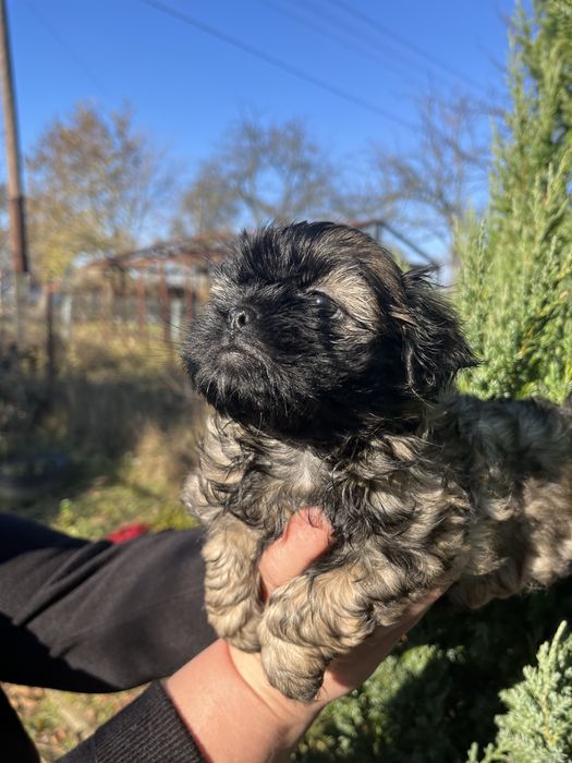 Неймовірна дівчинка породи Ши-тцу