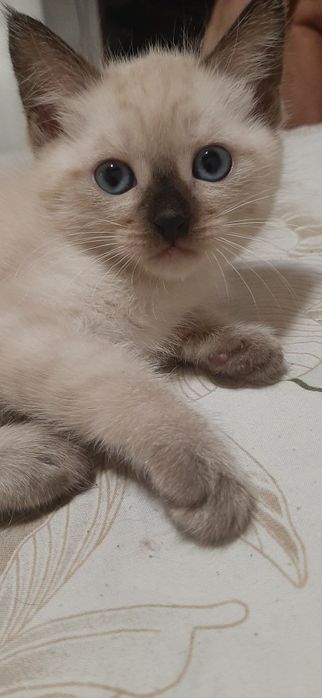 Котята   мальчик и девочка сиамские тайский