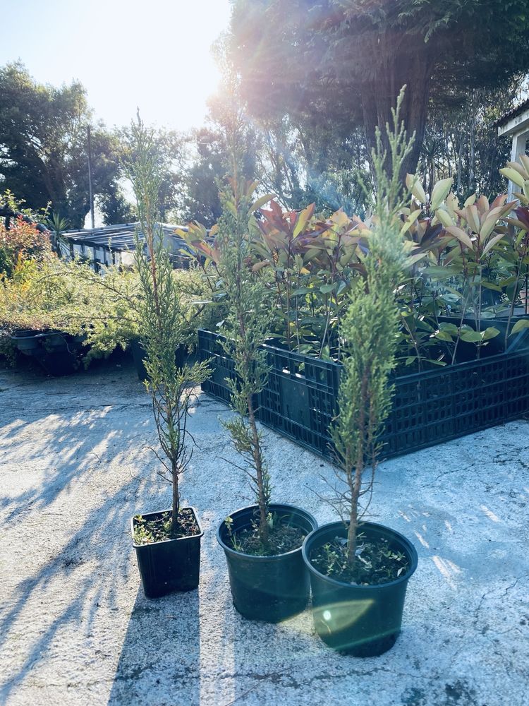 Cipreste (cupressus semprevirens)