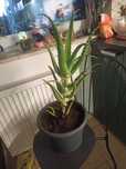 aloes w bardzo dobrym stanie