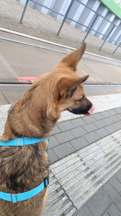 Riko szuka nowego kochającego domu