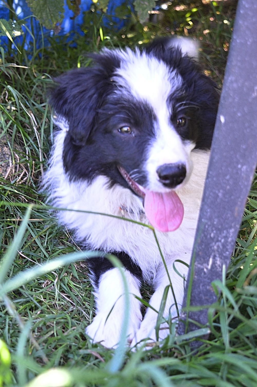 Suczka Border Collie