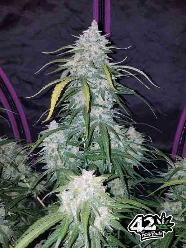 Nasiona marihuany Pineapple Express Auto / Fast Buds 3szt.