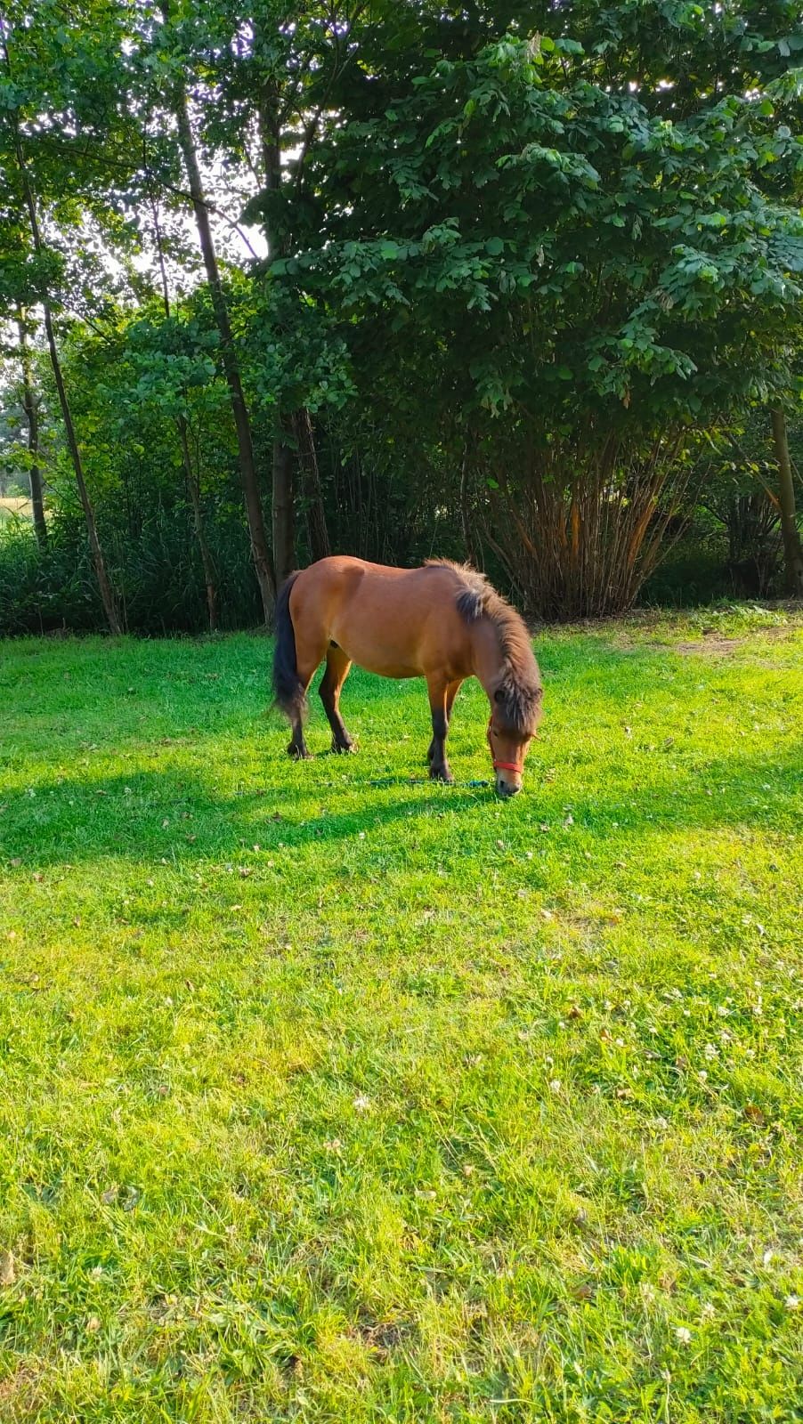 Domek nad stawem 2