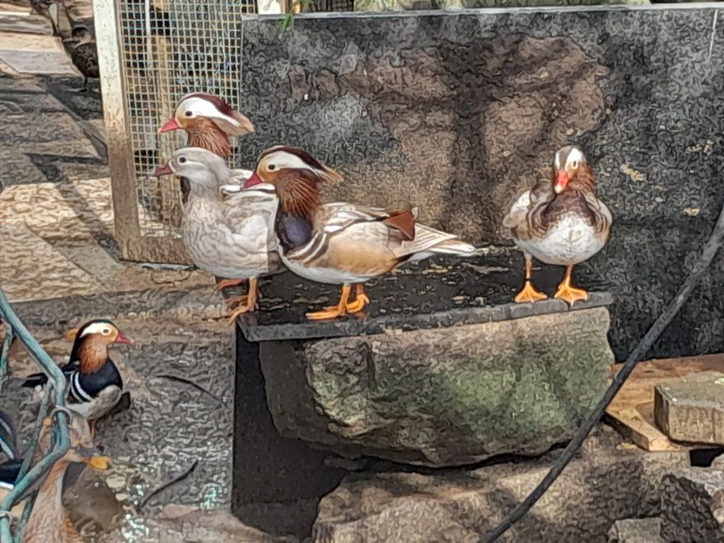 Patos mandarins, carolinos,