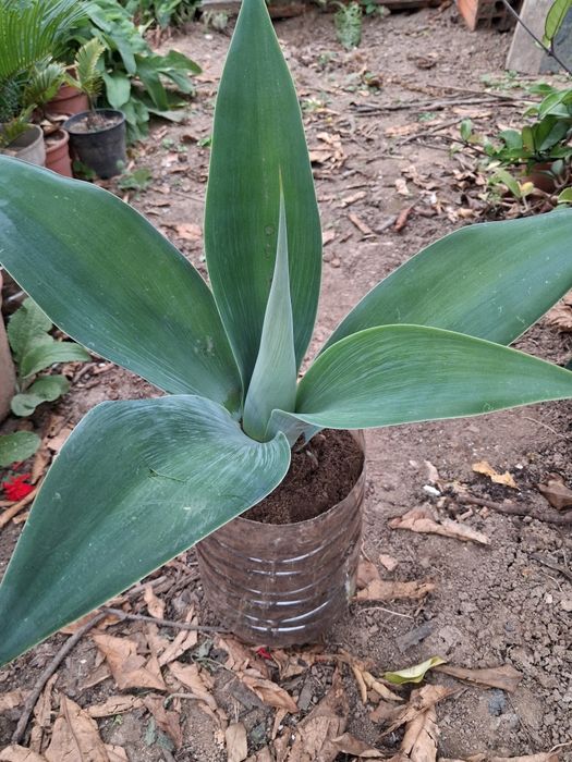 Agave Dragão (Agave Attenuata)
