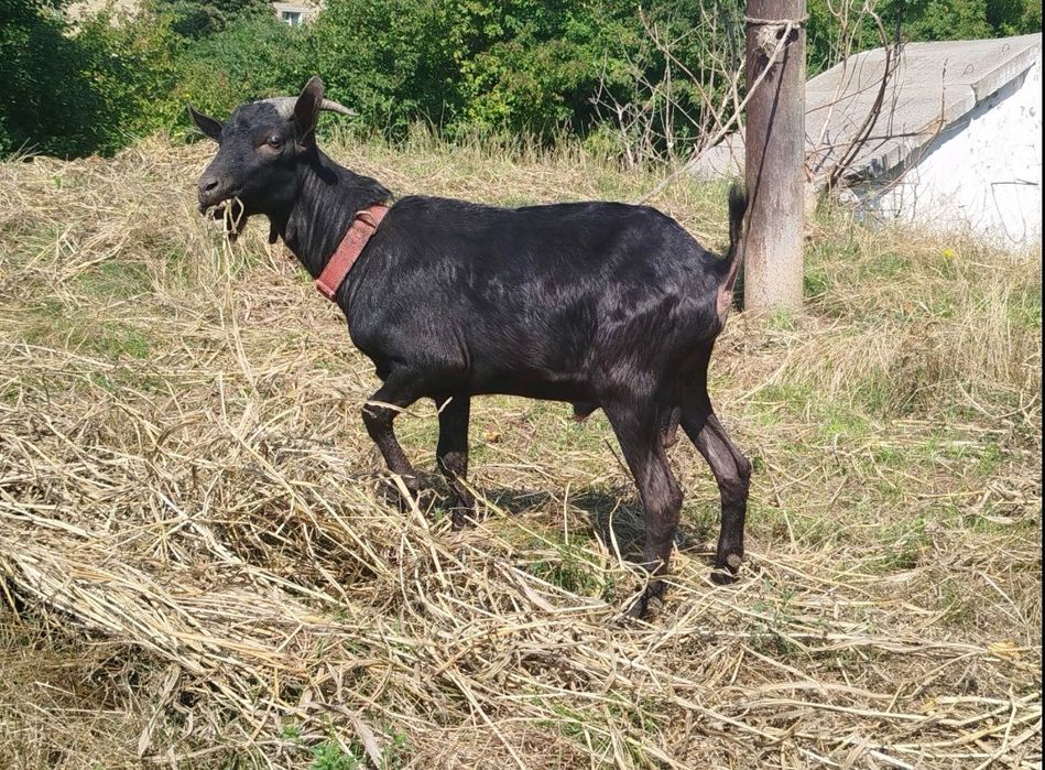 100% козел Мурсіано Гренадіна