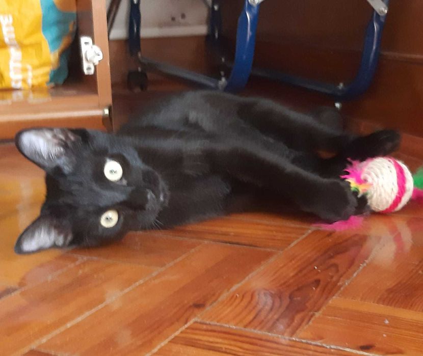 Gato jovem para adoção consciente