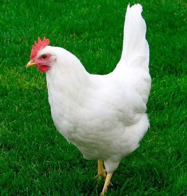 Курки Ломан Вайт