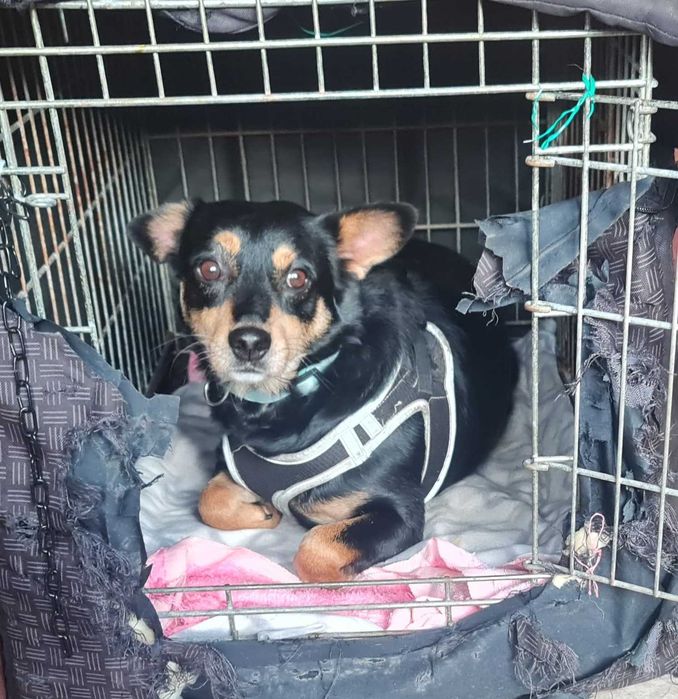 Tomi – psiak, który stracił dom, szuka nowego serca