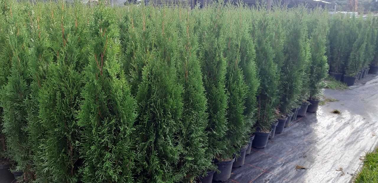 Tuja Szmaragd 100CM Wys hodowane w doniczce THUJA SMARAGD