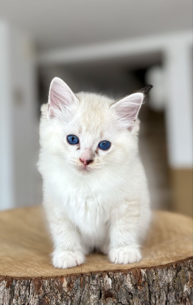 Ragdoll FPL kocurek seal mitted tabby
