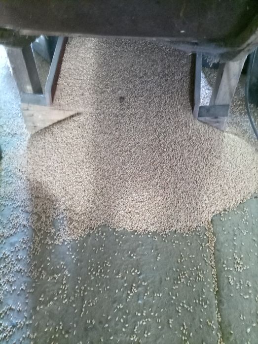 Pszenica czyszczona Petras, Wilejka, Mewa