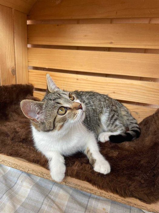 Молоденька кішка (підліток) шукає дім та люблячих батьків