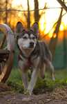 Delikatna, wystraszona suczka mix husky, mini szakal ;) Szuka domu