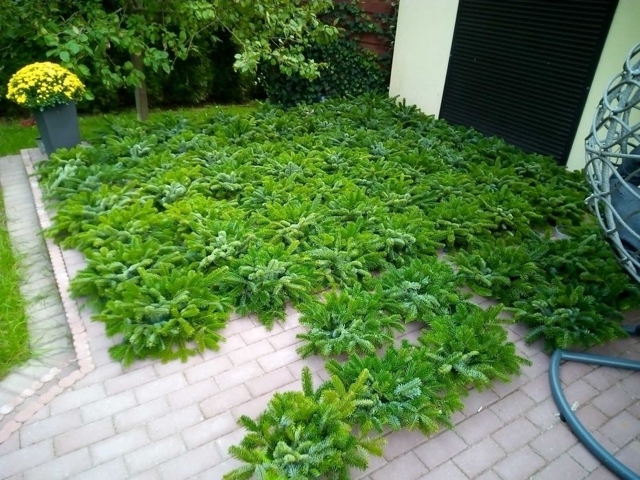 Gałęzie jodły kaukaskiej nordmaniana