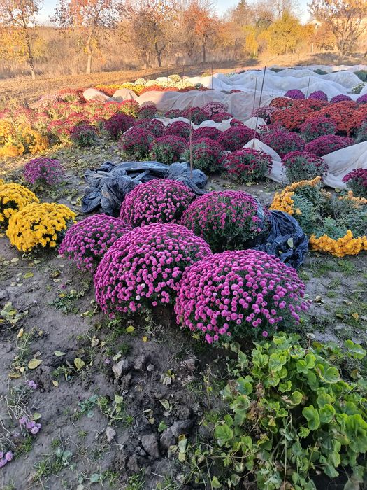 Хризонтеми мультифлора