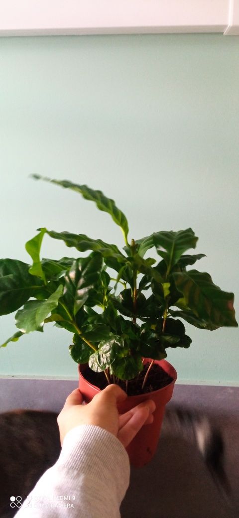 Kawa arabica kwiatek