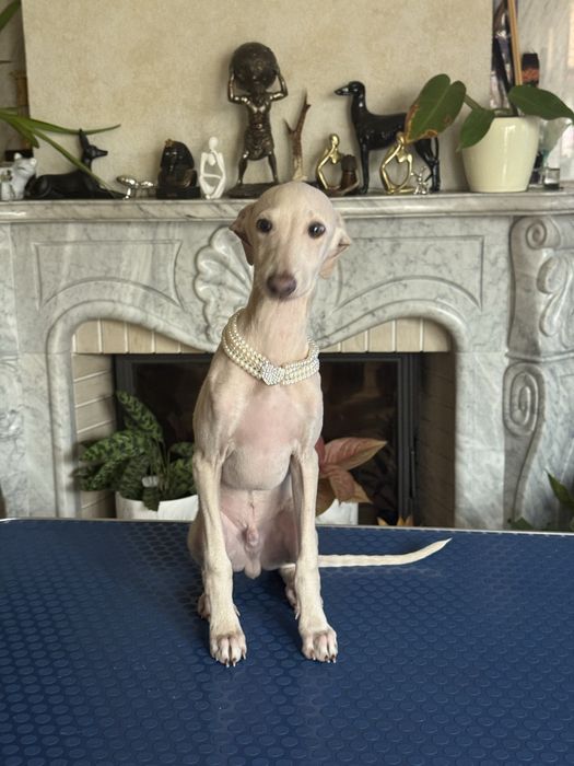 Charcik Włoski piesek