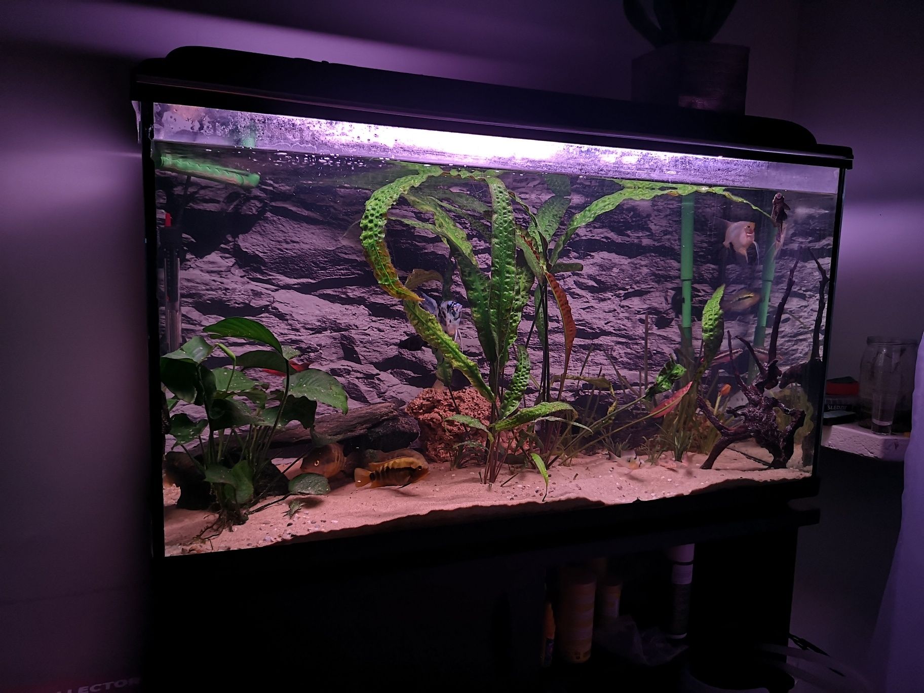 Akwarium 240l z życiem i osprzetem