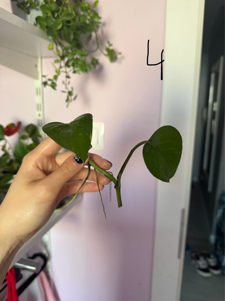 Epipremnum aureum
