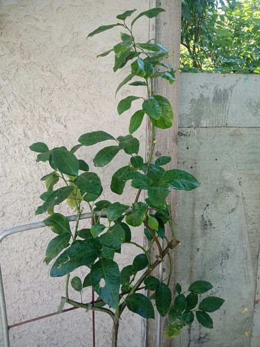 Продам дерево лимон ( с лимоном))