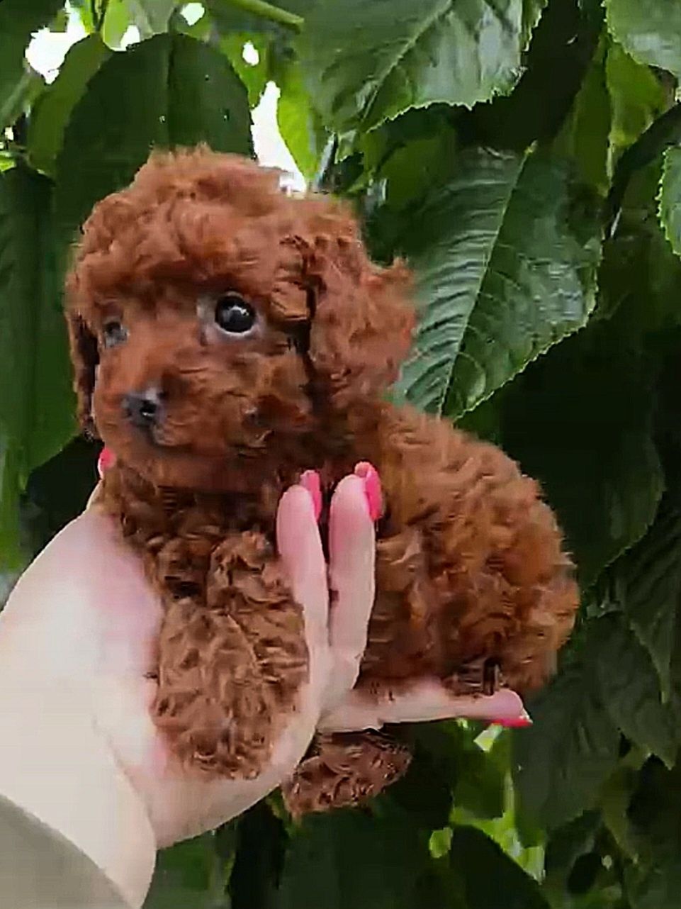 Pudel toy red brown