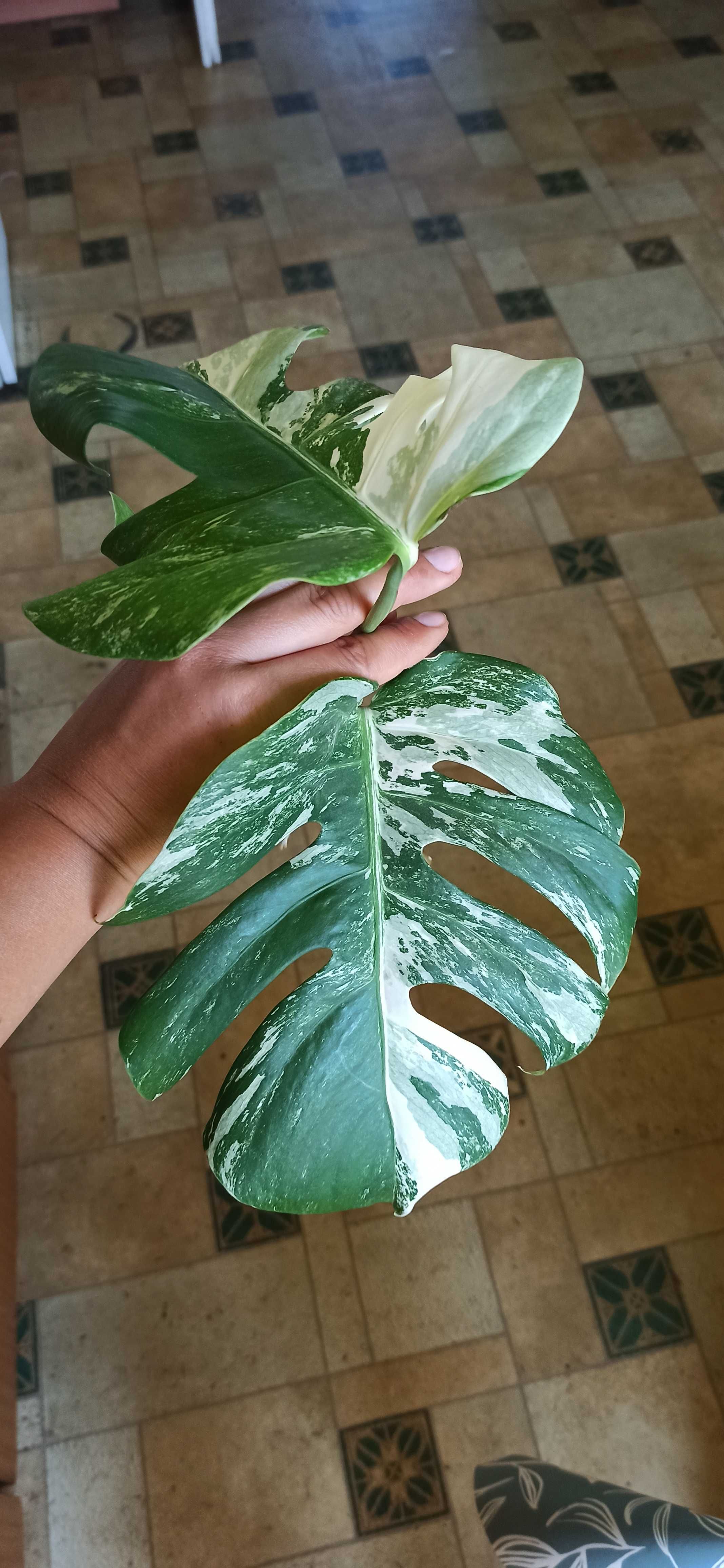 Monstera variegata szczyt
