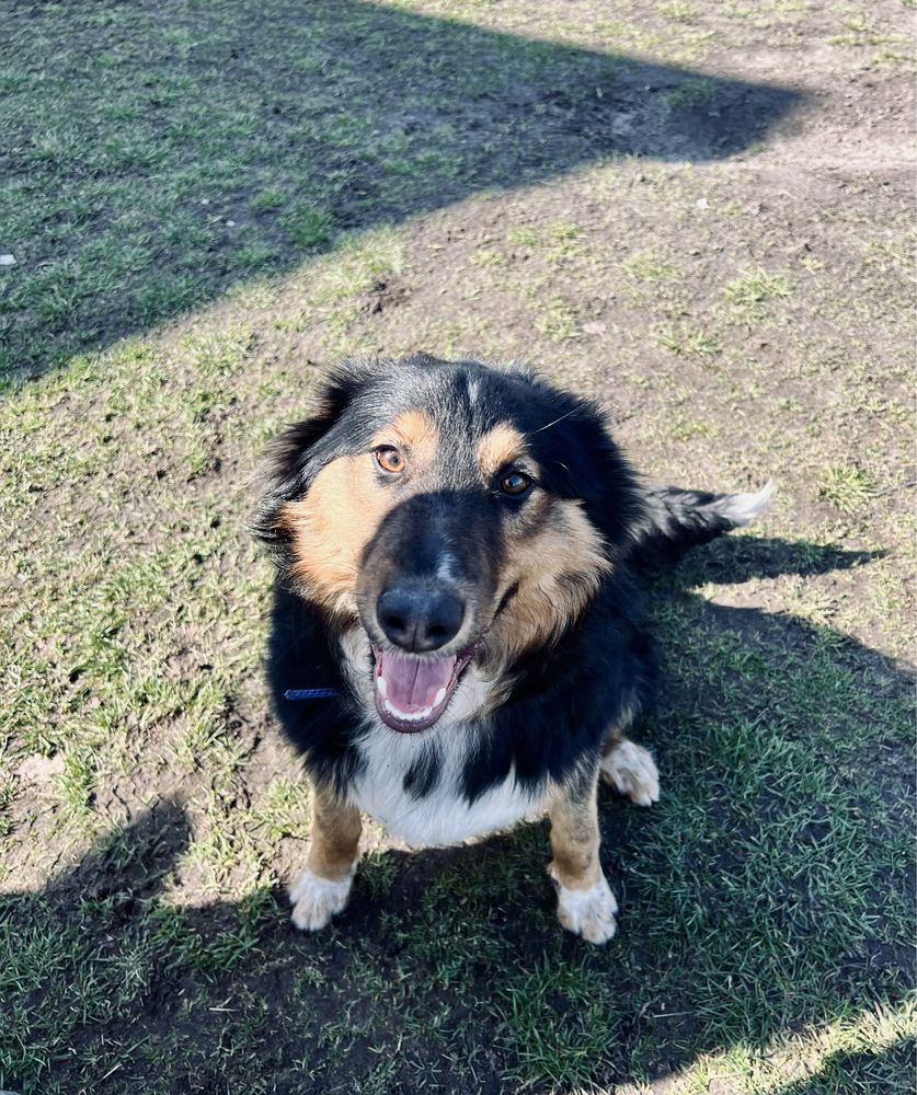 Mlody pies jak border collie i owczarek szkocki