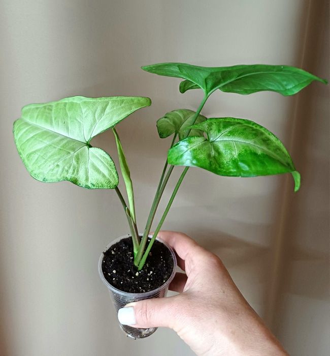 Фікус Бенджаміна,,Епіпремнум,Сингоніум,Рипсалідопсис(білий),Каллізія