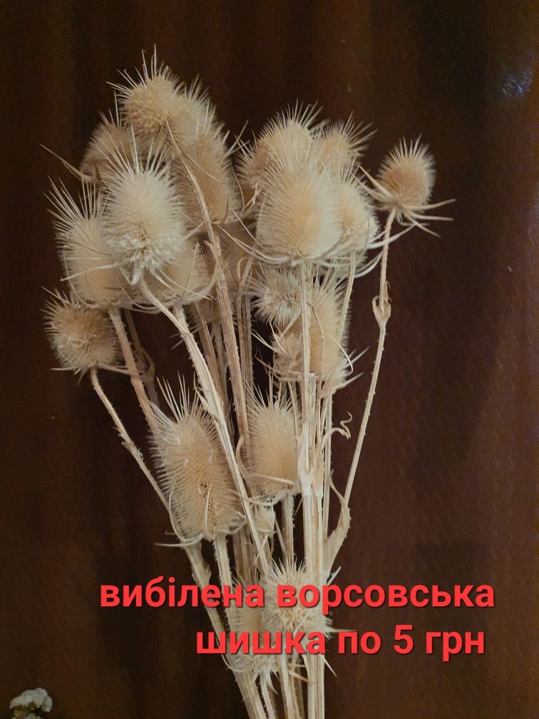 Пропоную софлор (шафран), льон, просо, ворсовська шишка