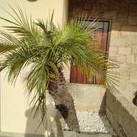 Palmeira Phoenix roebelenii