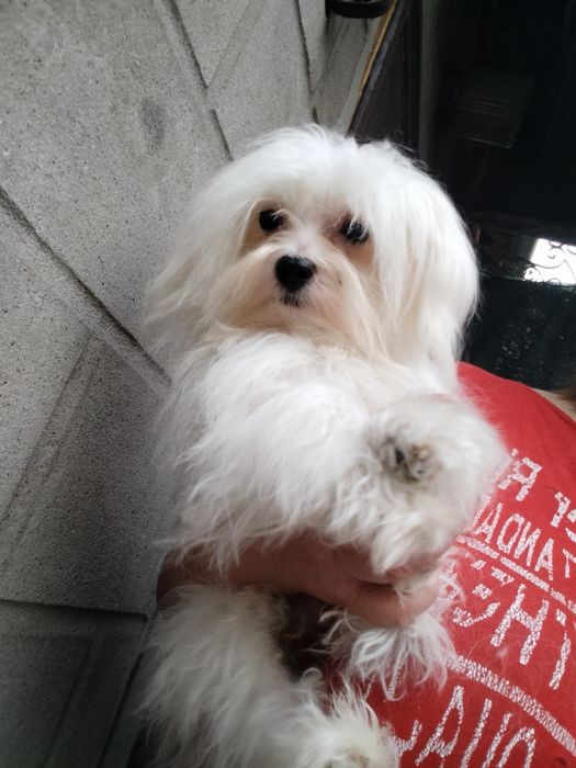 Мальтийская болонка мальчик