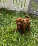 Pudel toy red brown piesek suczka