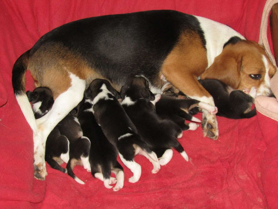 Macho Beagle Tricolor pequeno porte, com LOP/Pedigree/Afixo.