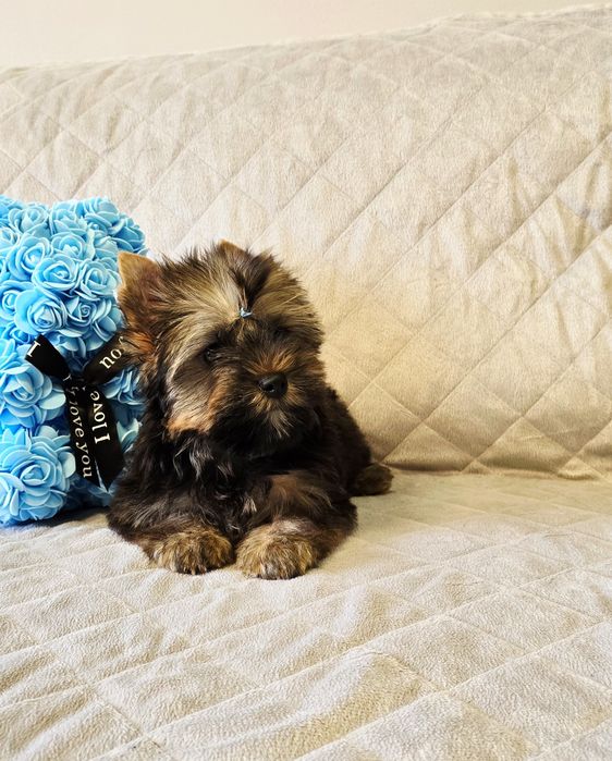 Yorkshire Terrier śliczny piesek york Yorki czekoladowy Ocean Pearl